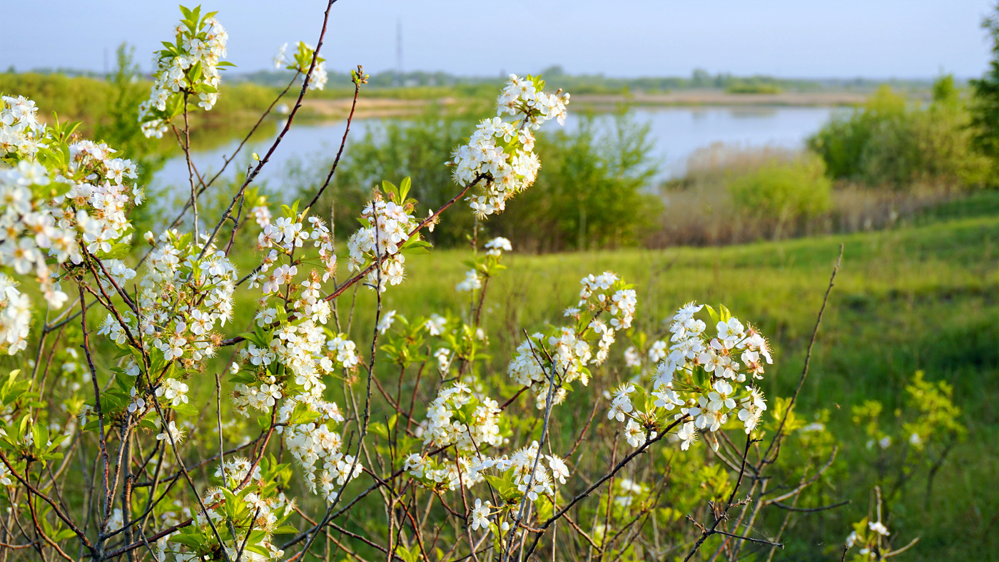 Утром у озера