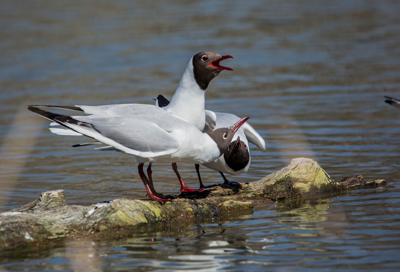 Трое на бревне