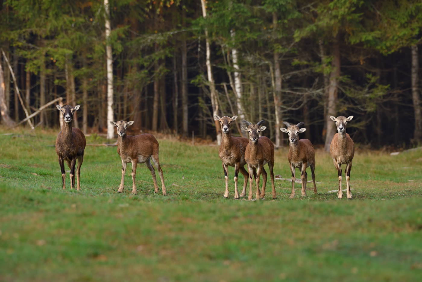 любопытные