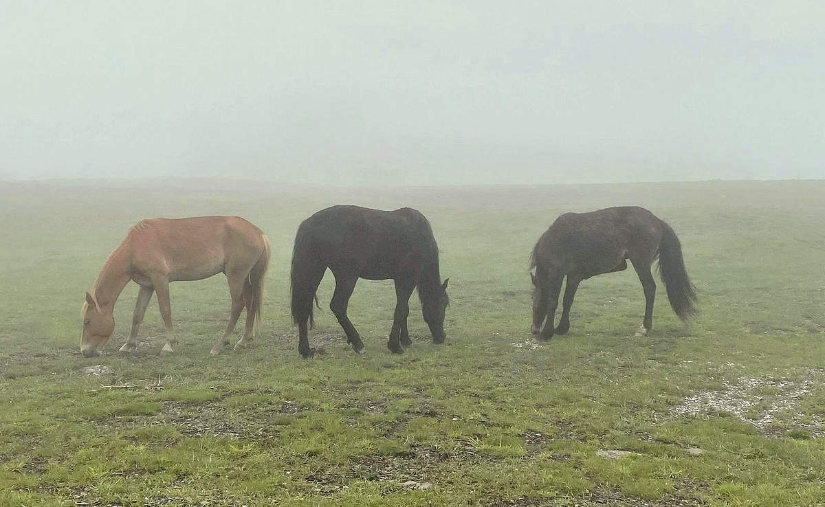 Кони на выпасе в тумане