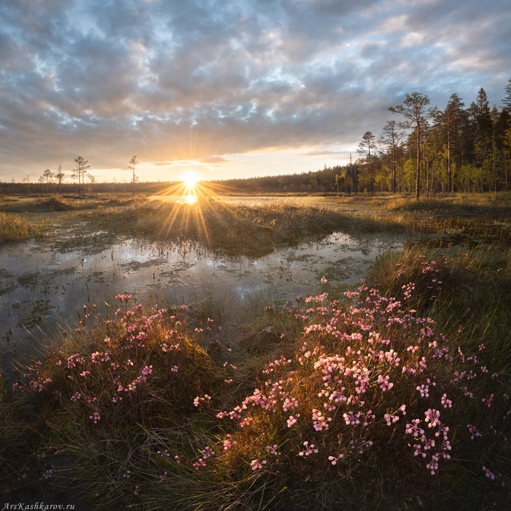 "Цветет подбел"