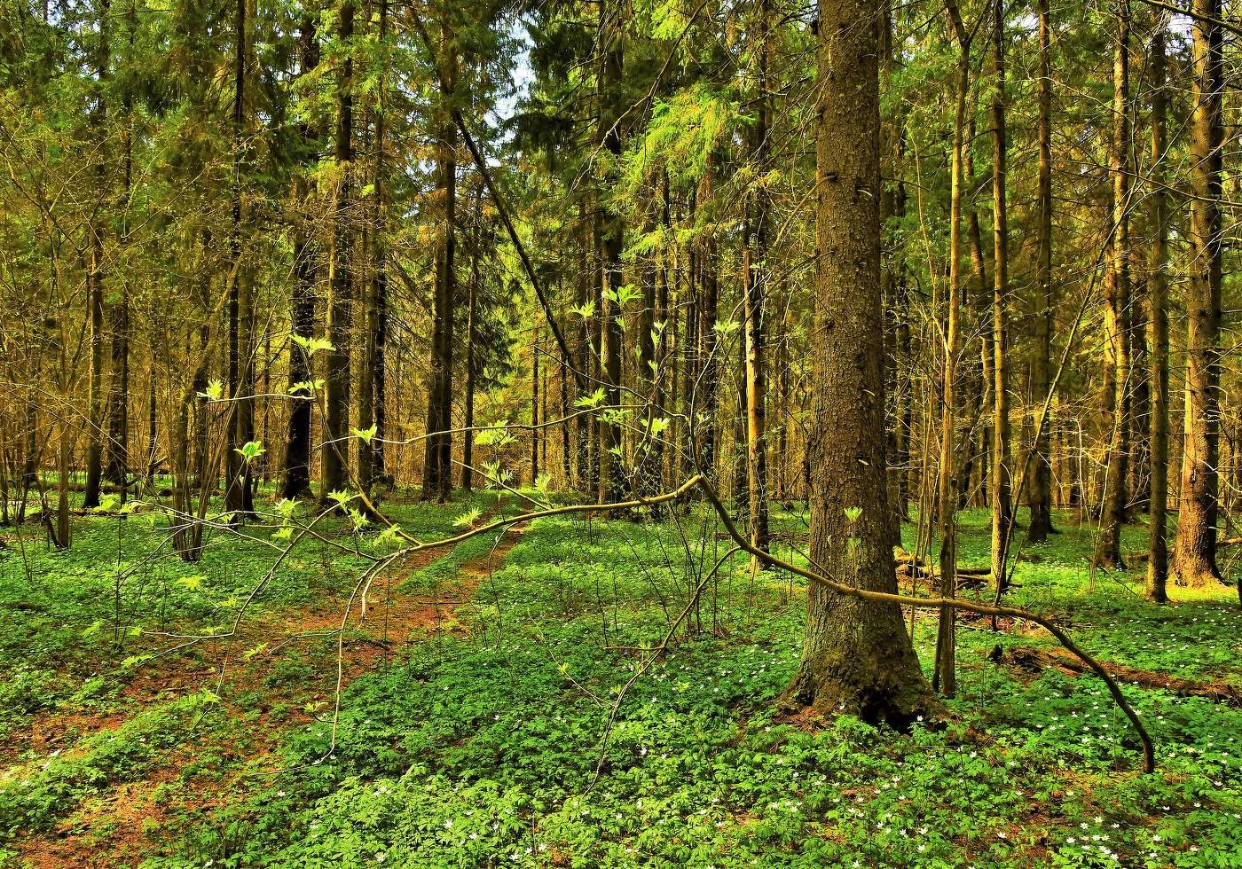Зеленеет лес весенний ...