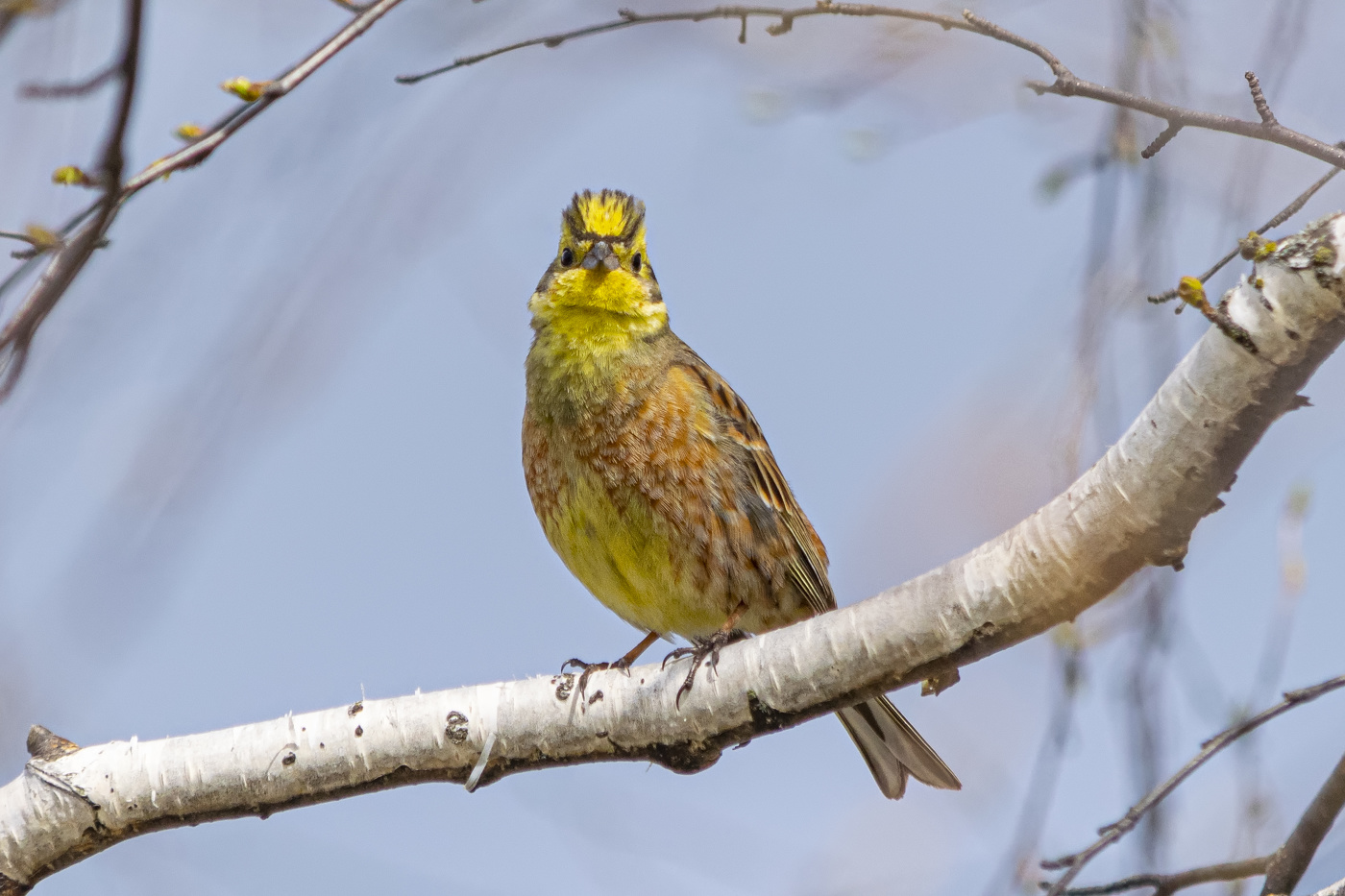 а вот он и жених!!