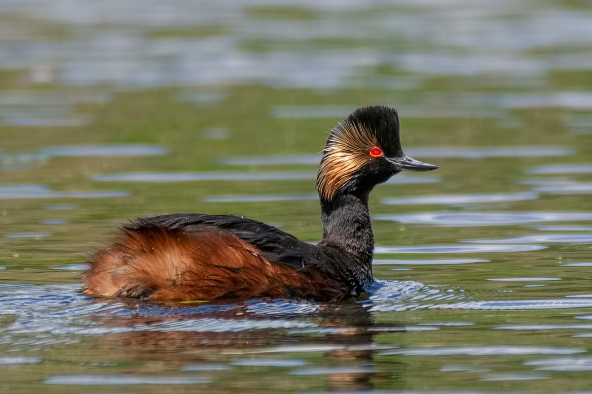 "Золотой колос"