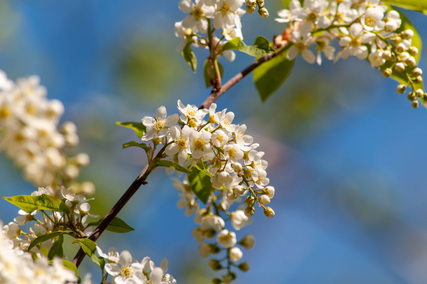 Цветущий май