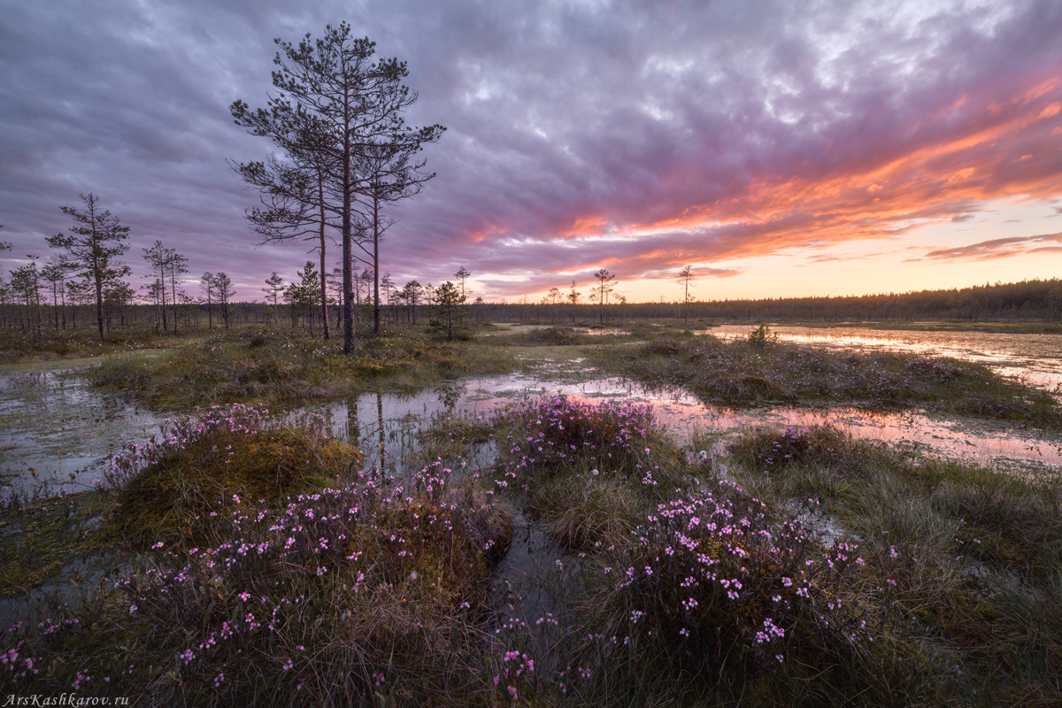 "Цветущий подбел после заката"