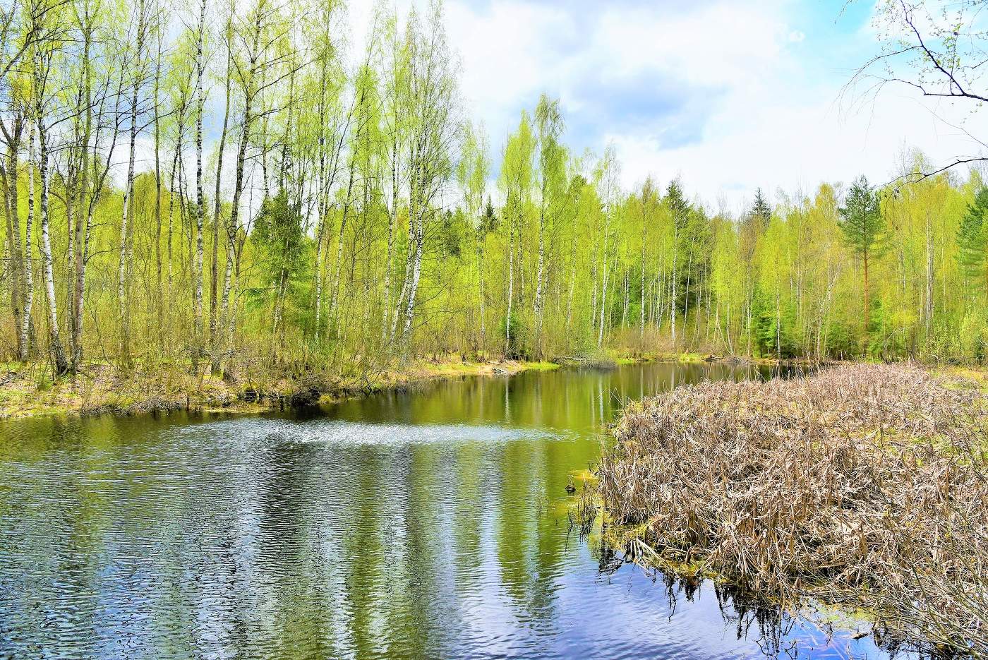 Лесное озеро майским днем ...