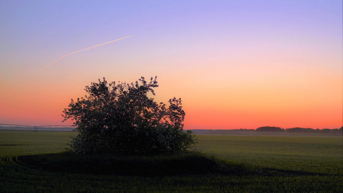 Яблоня. Майский вечер