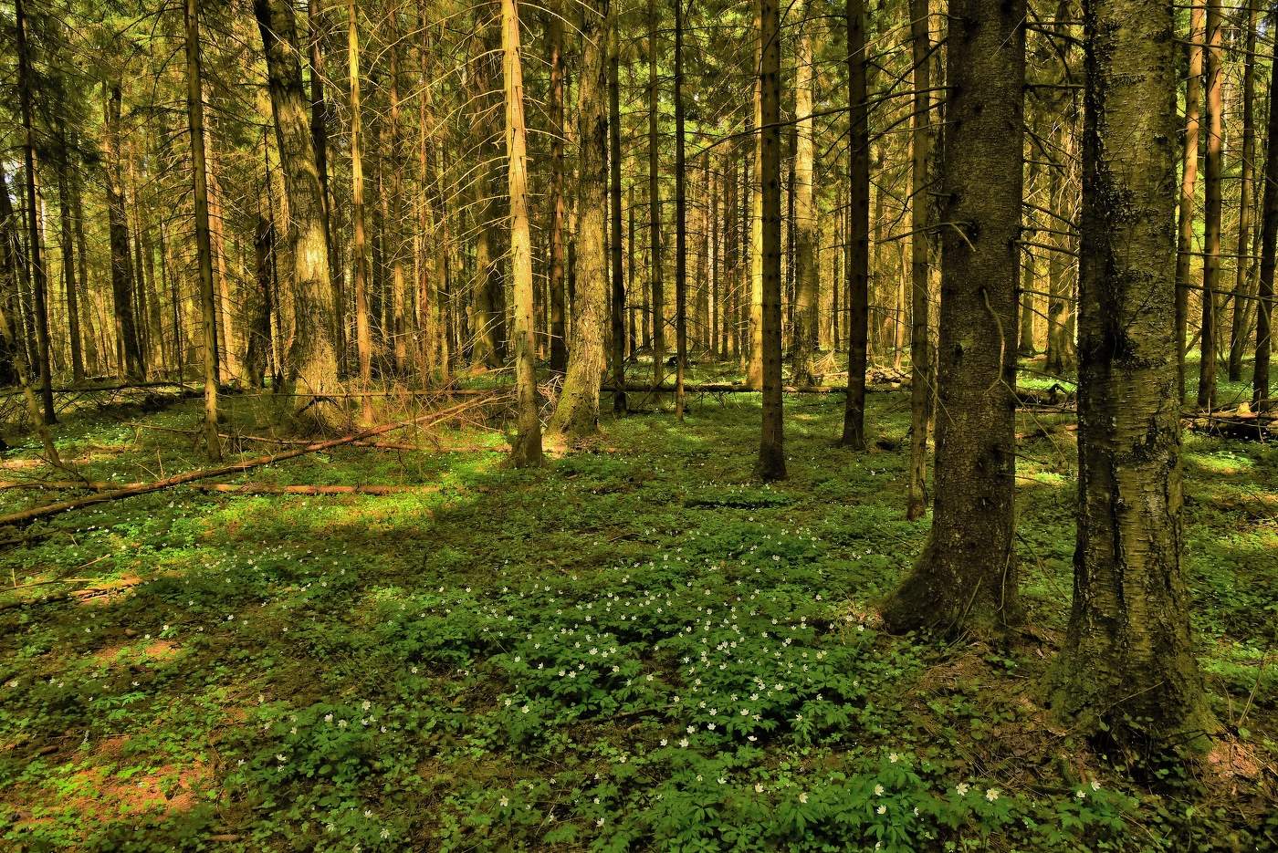 В майском лесу ...