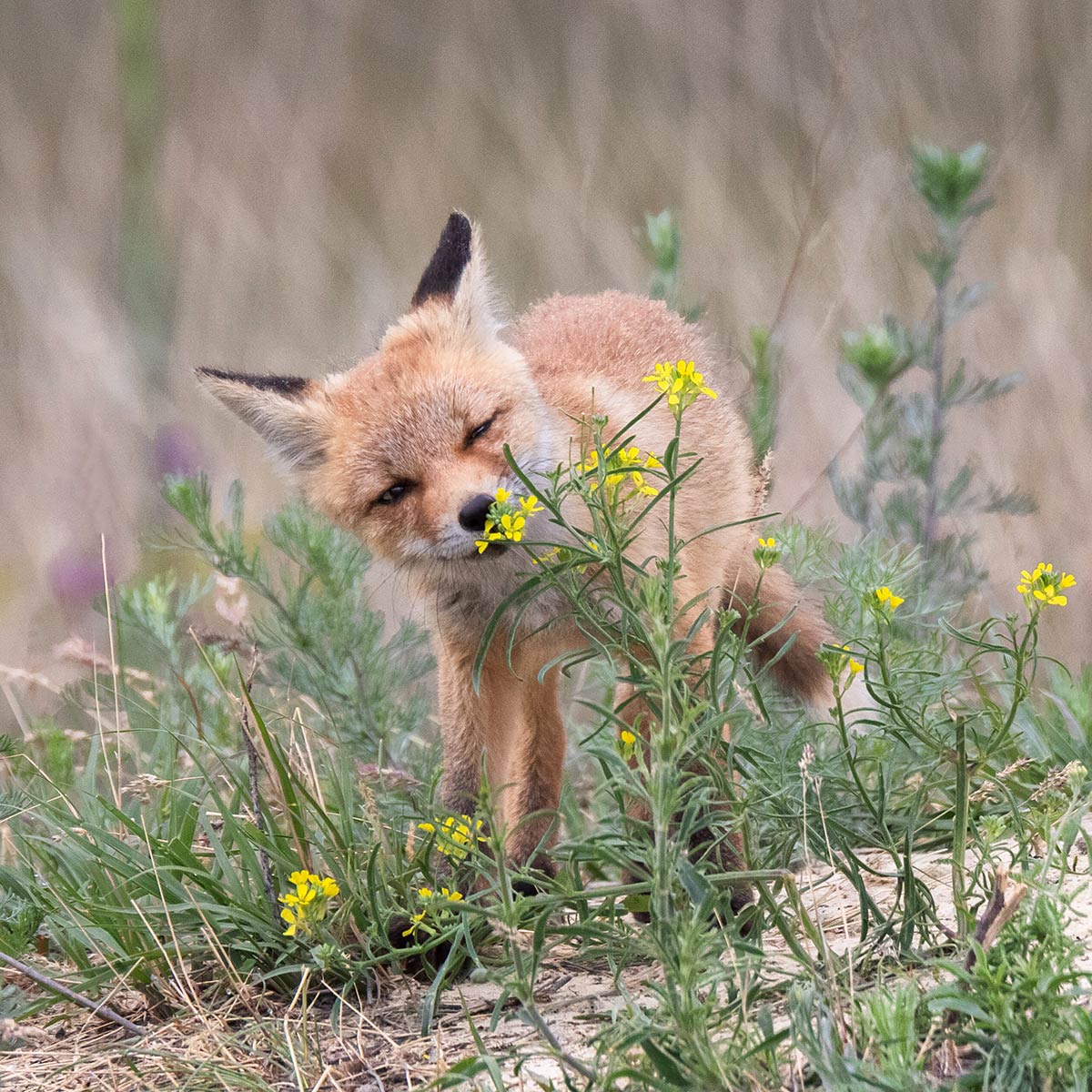 Познание мира