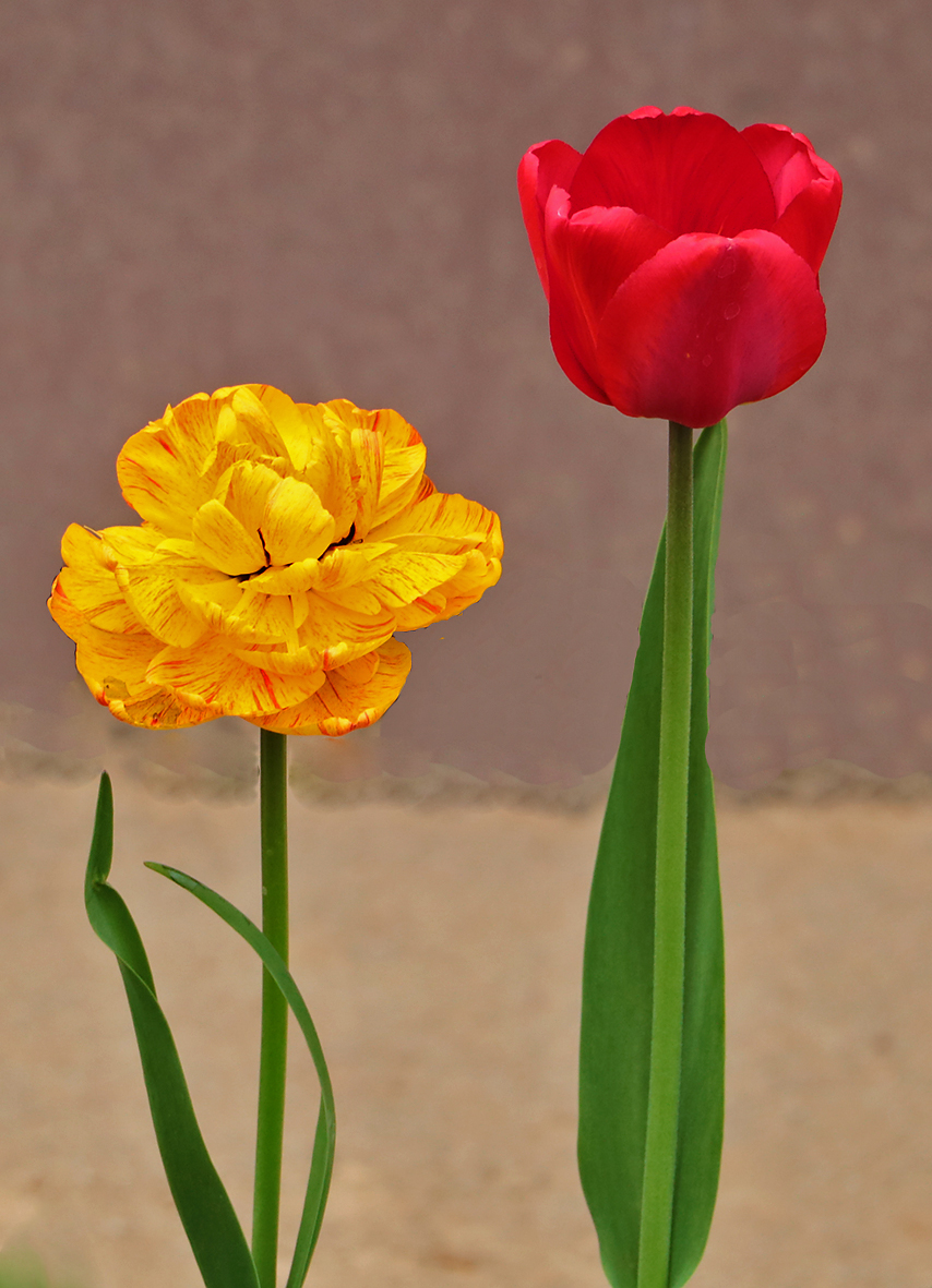 Король и Королева