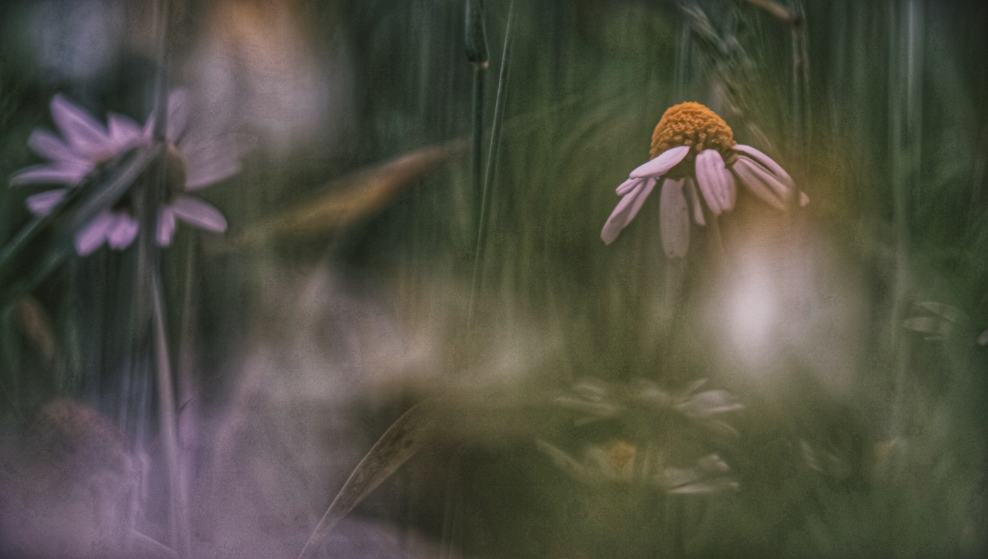 Ромашковые поля