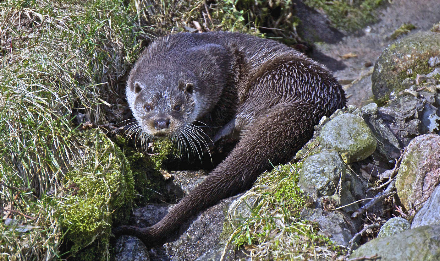 Речная выдра