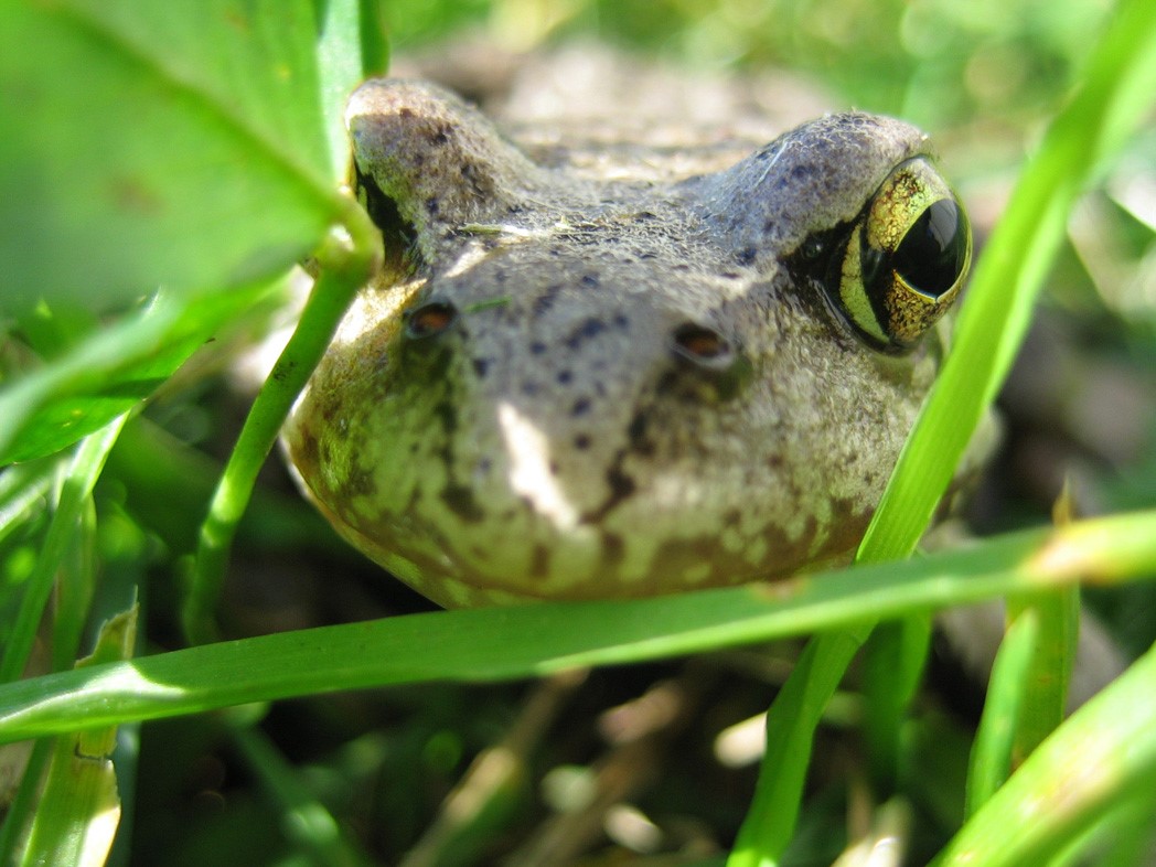 В засаде на принца...