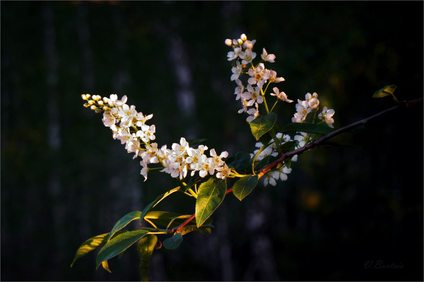 Черёмуха - весны медовый аромат