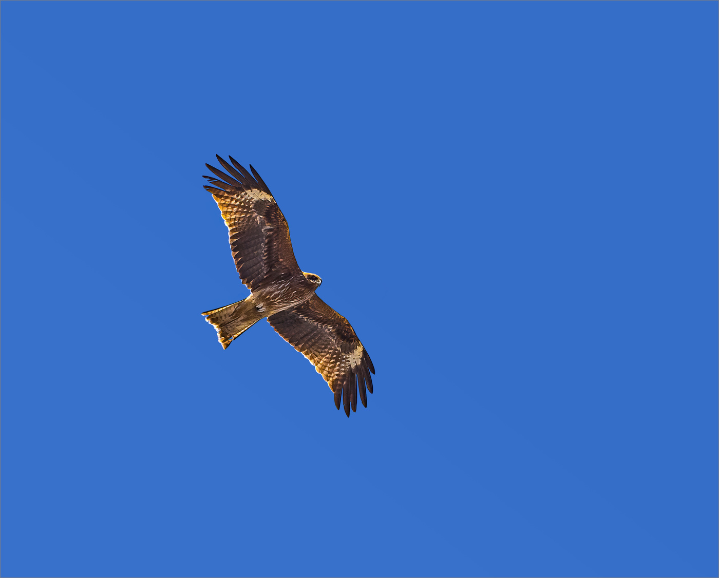 Высматривая добычу