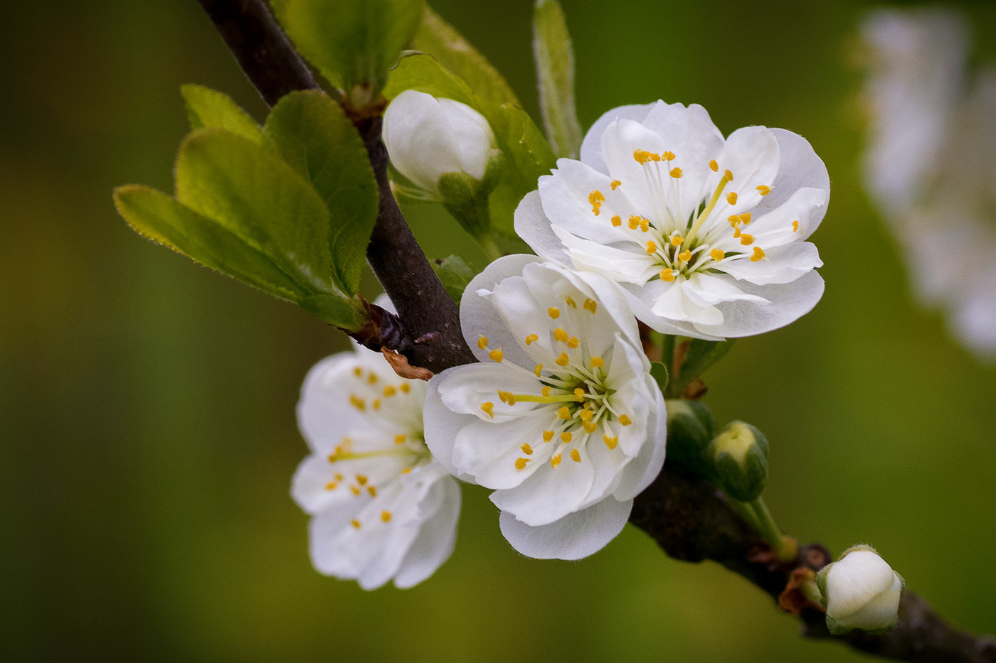 Слива зацвела