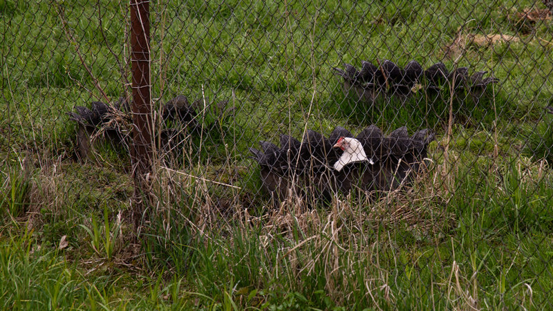 Жизнь вокруг