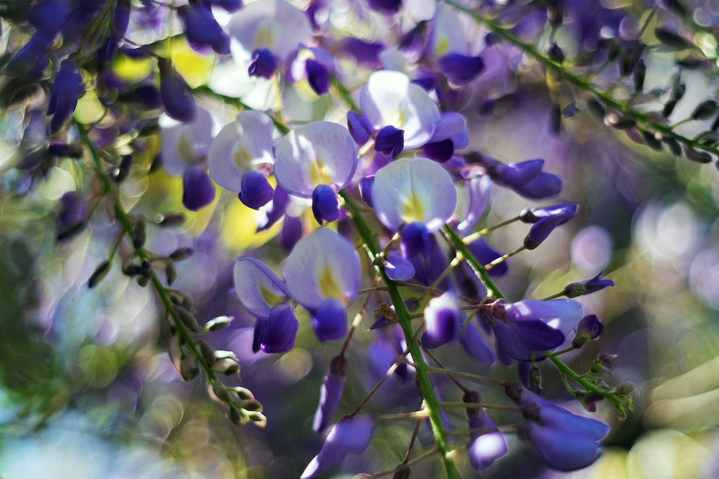 Весеннее цветение