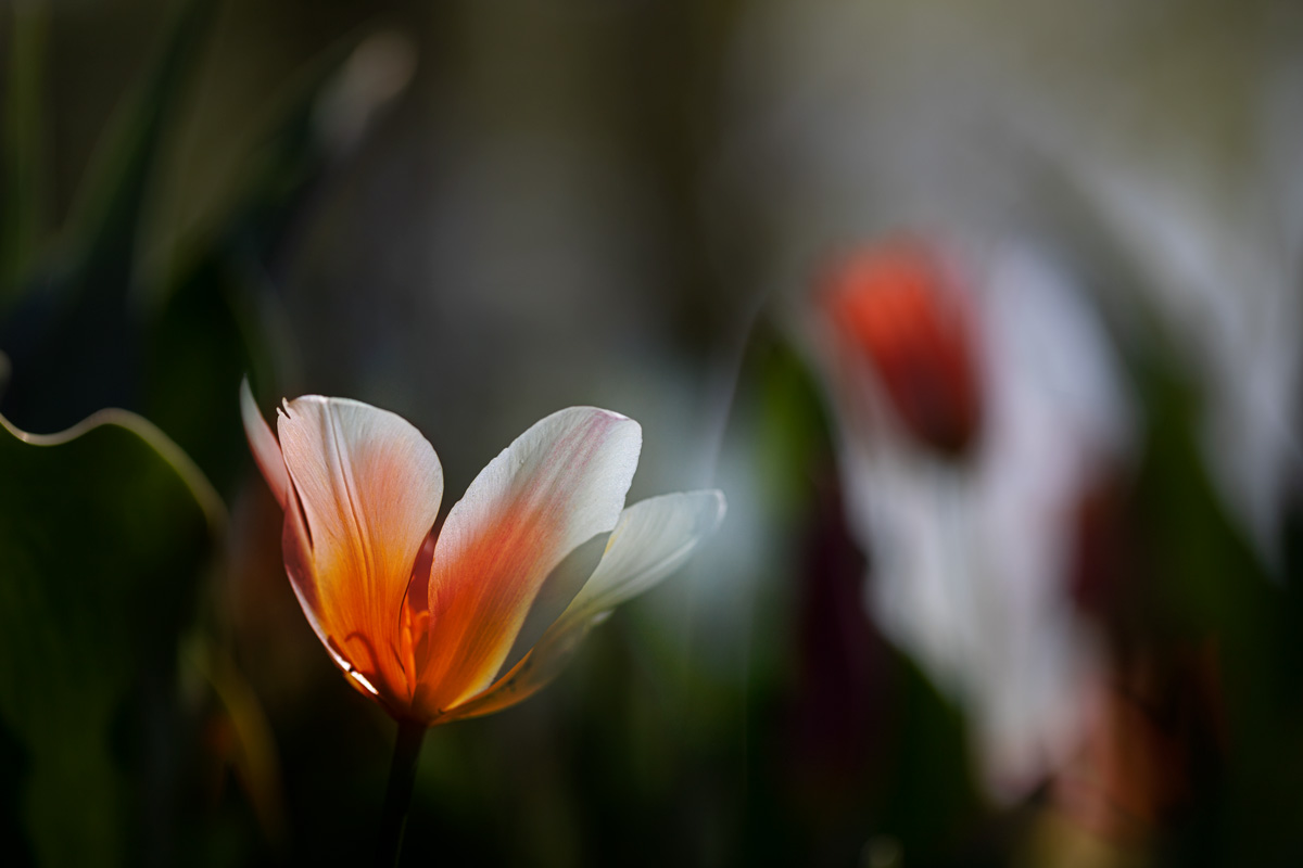 Весенний тюльпан