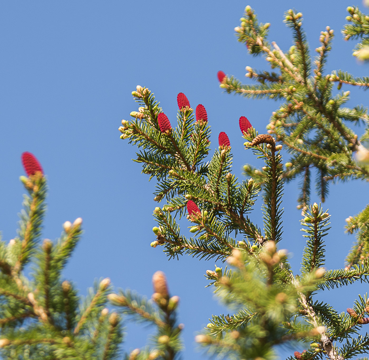 Молодые шишечки на ели
