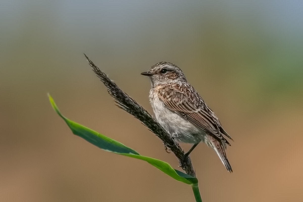 Чекан луговой.