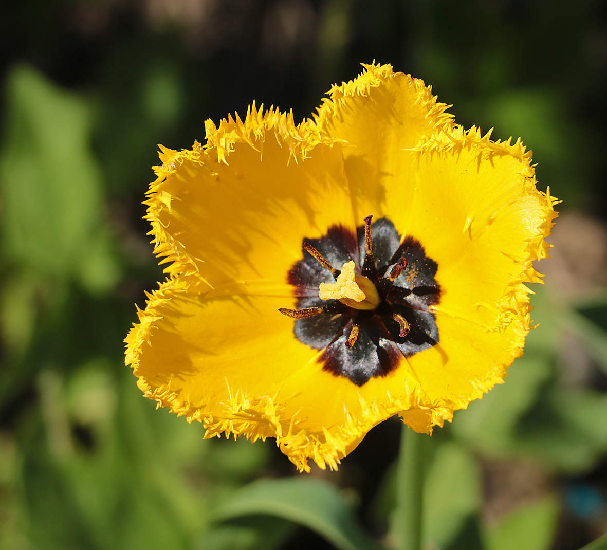 Май - время тюльпанов