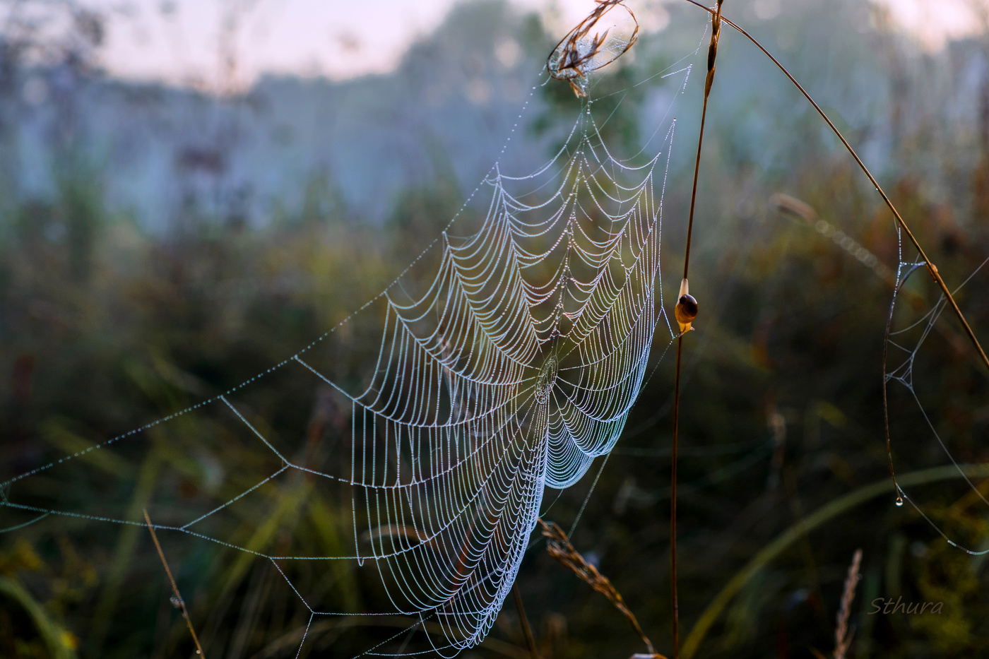 Кружева паука.