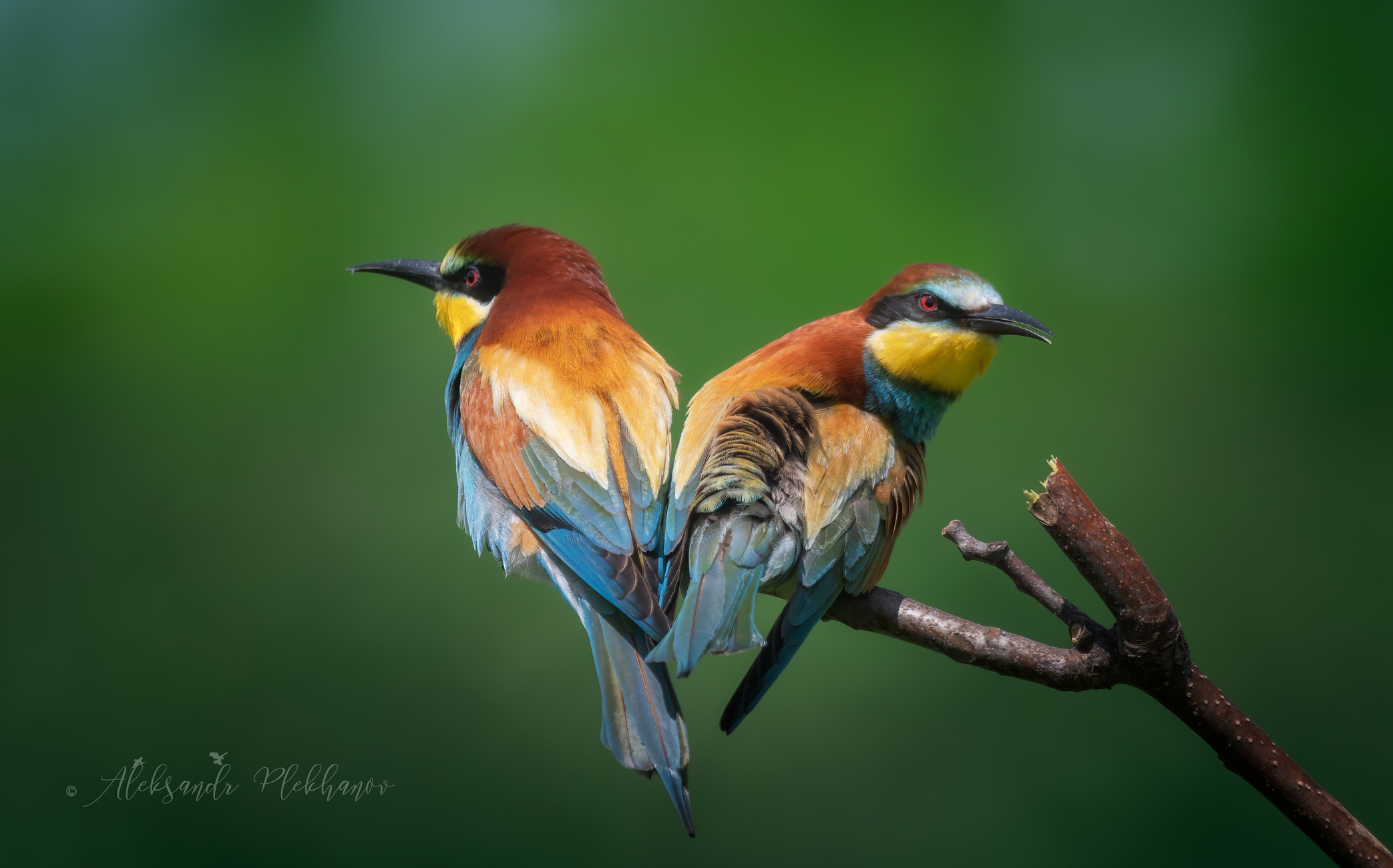 Не подглядывай