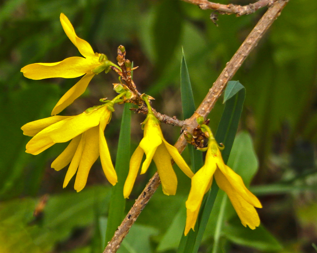 Форзиция зацвела