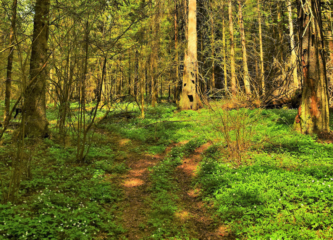 Лесные дорожки ...