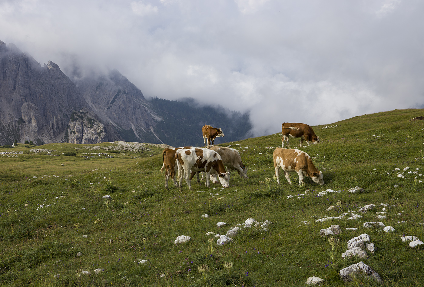 Горный выпас