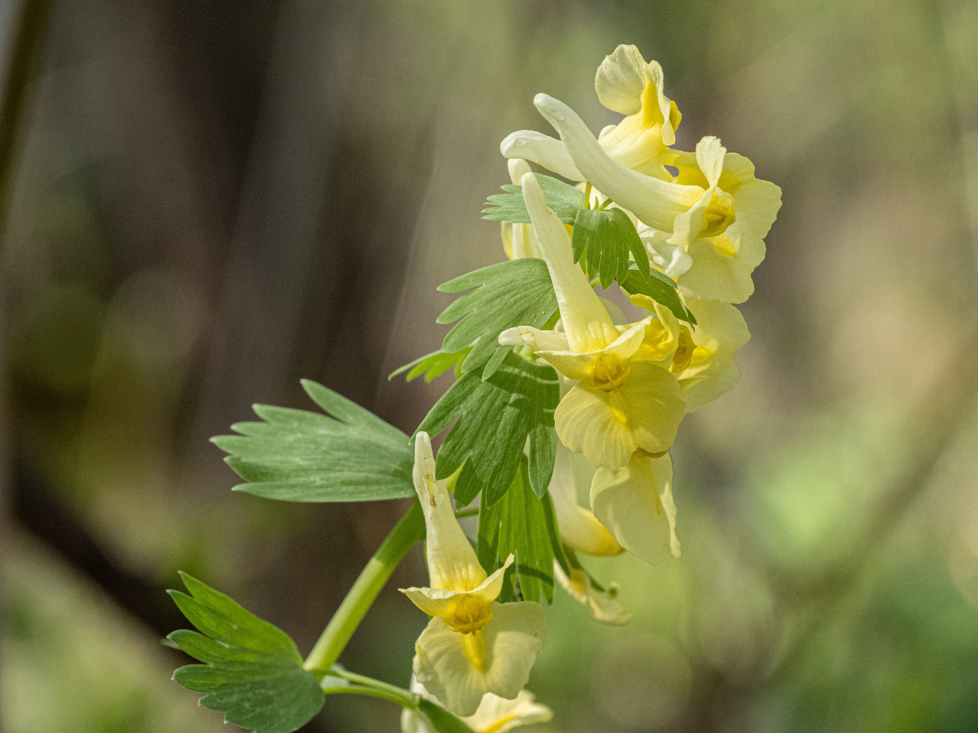Весенние цветы