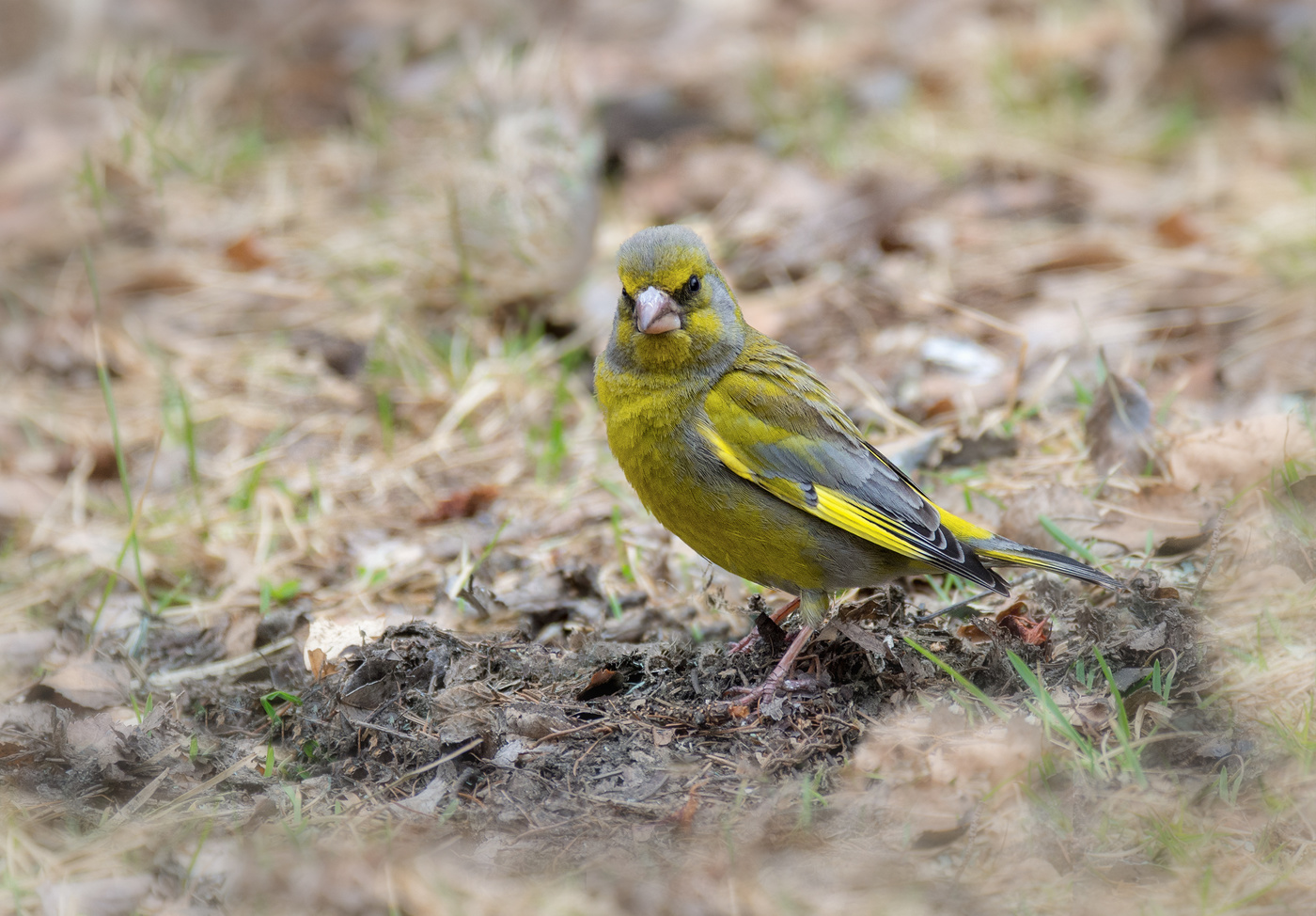 серьёзная птаха!