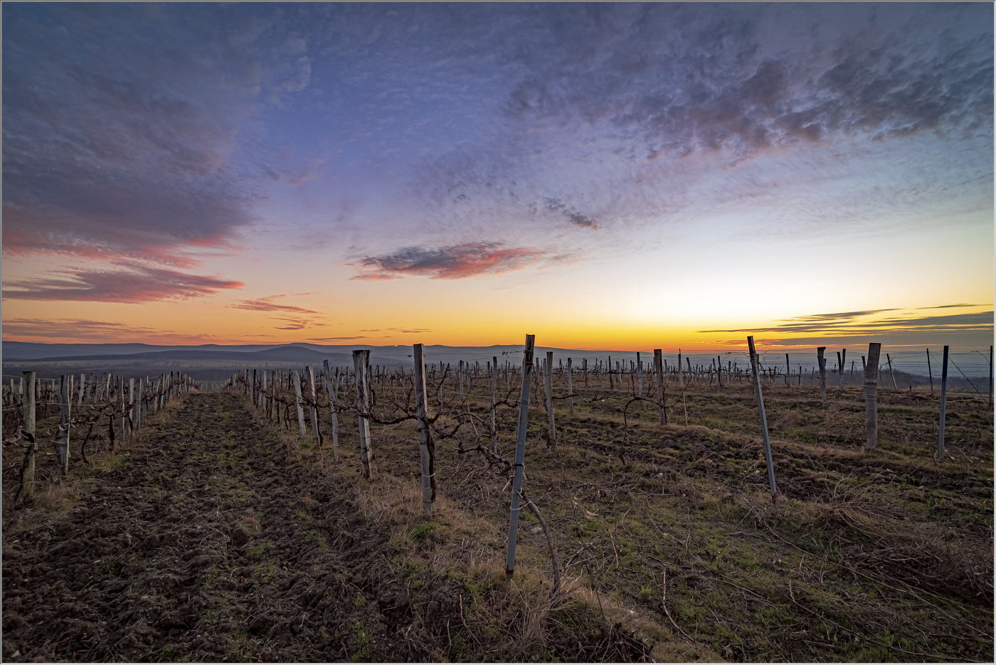 Виноградник