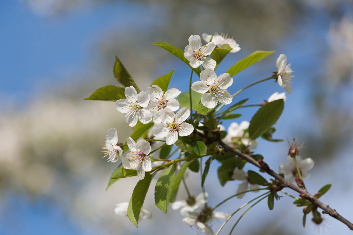 Цветущий май.