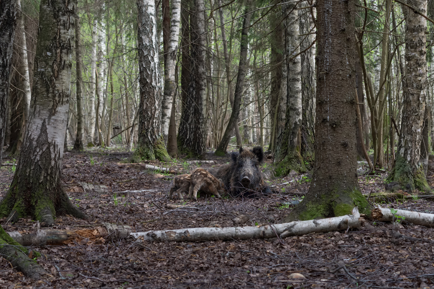 время кормить