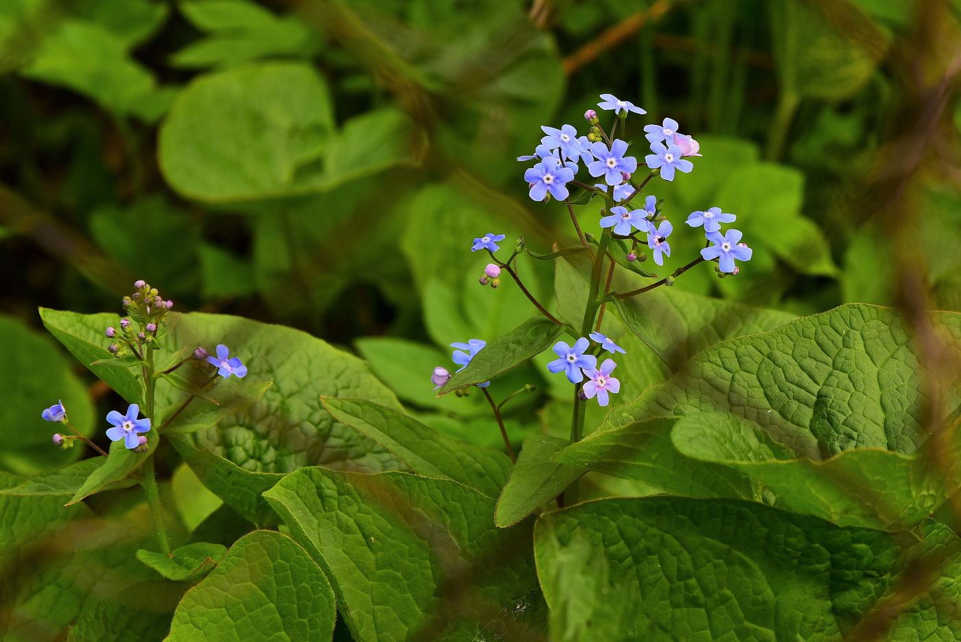 "Богиня флоры - незабудка - цветок печали и любви..."