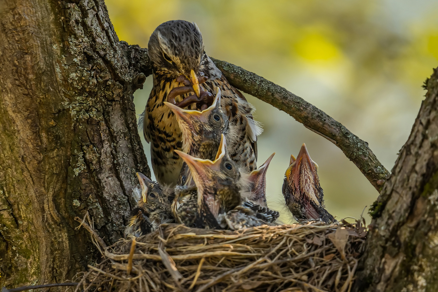 Мы тоже хотим летать!