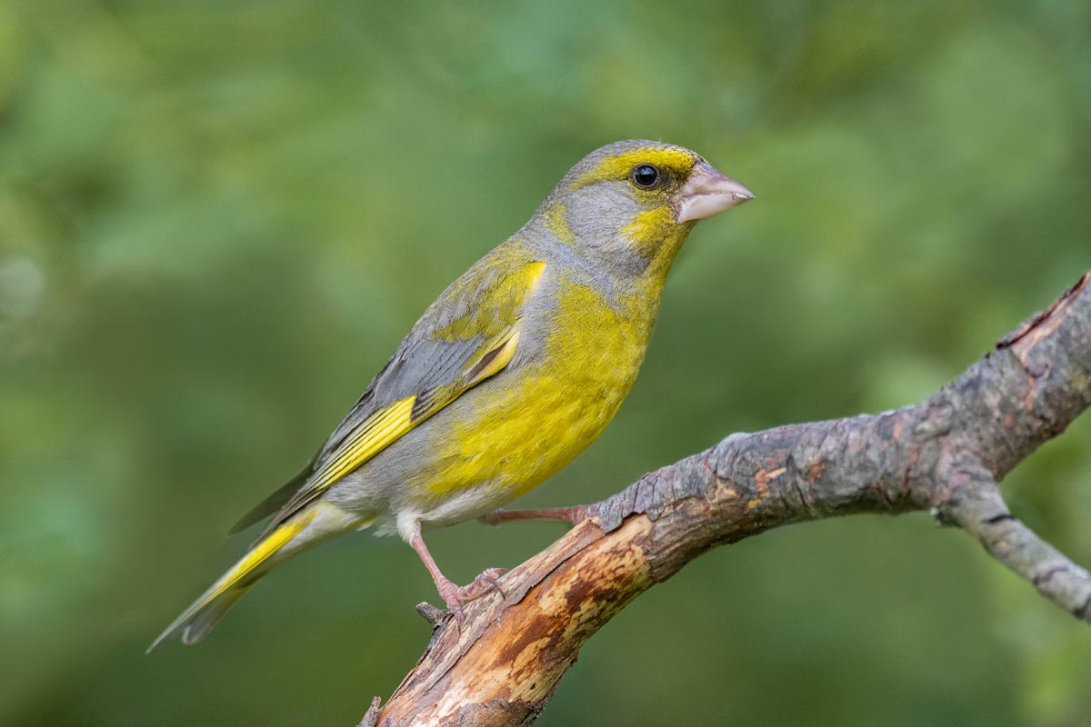 Суровый взгляд.