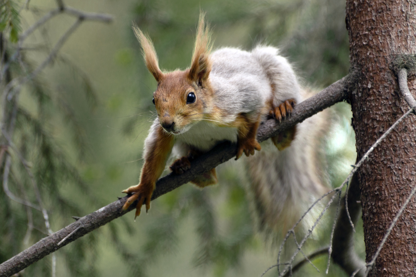 верните мне рыжий цвет