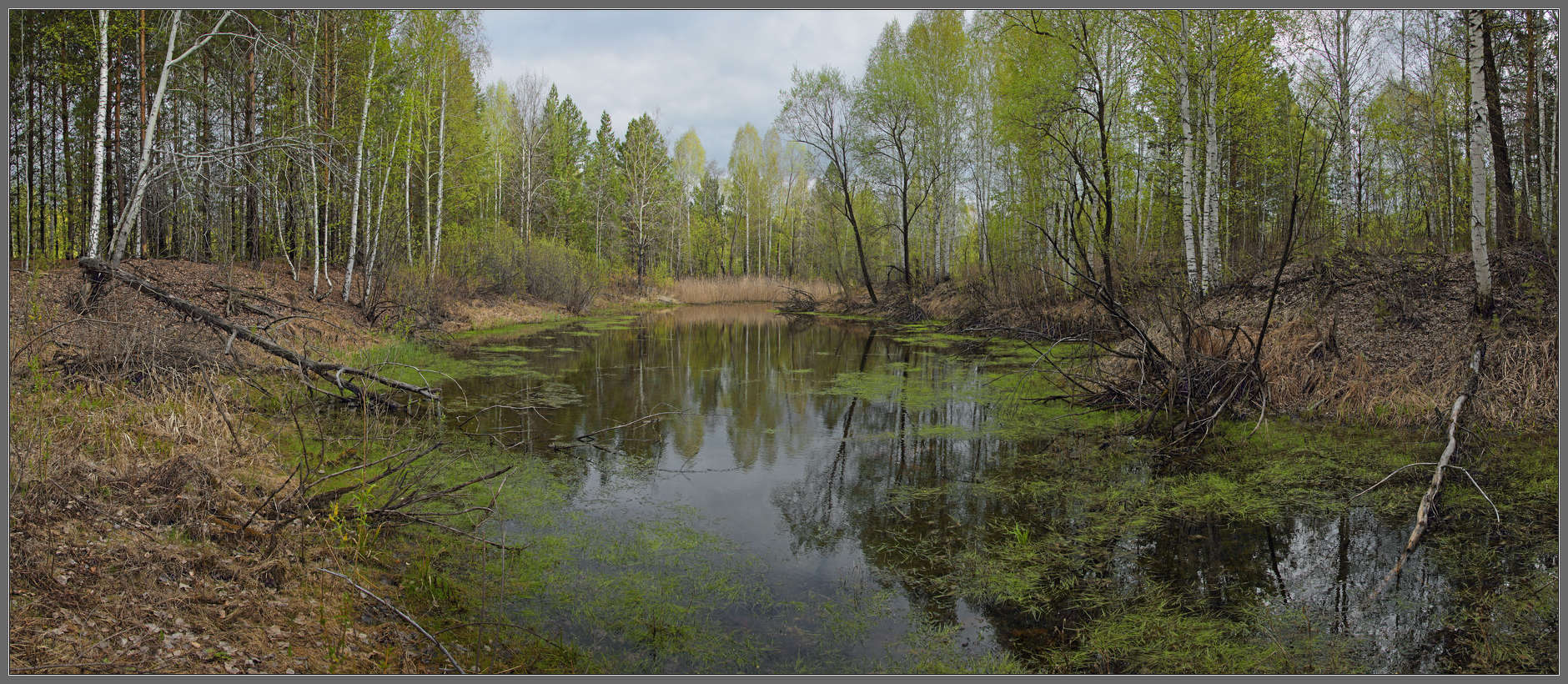 Лягушачье царство