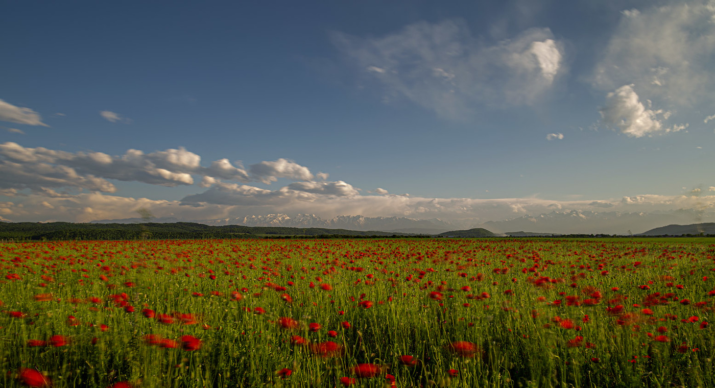 Маки у подножья Кавказского хребта