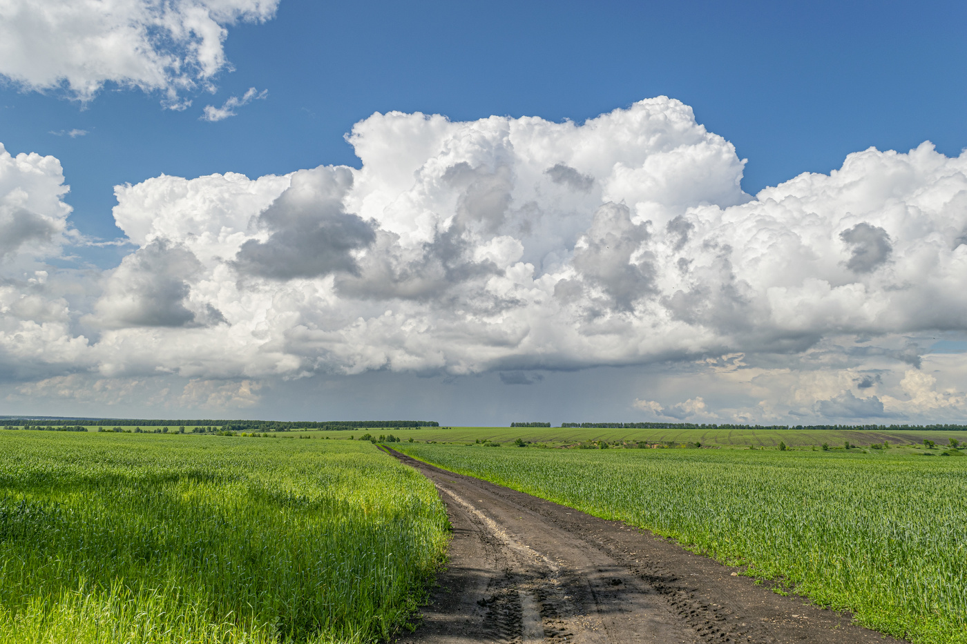 будущий урожай