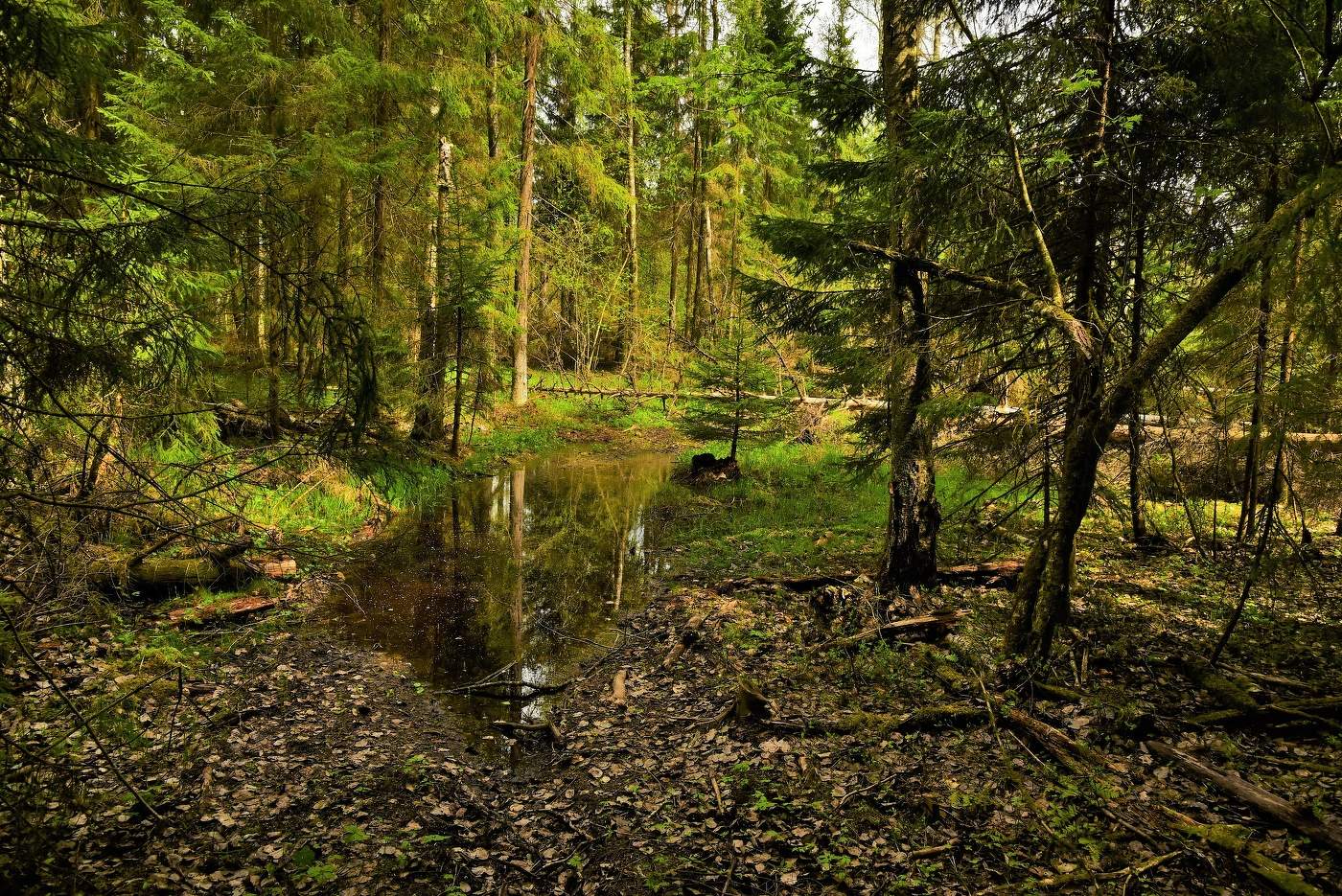 После ливня ...