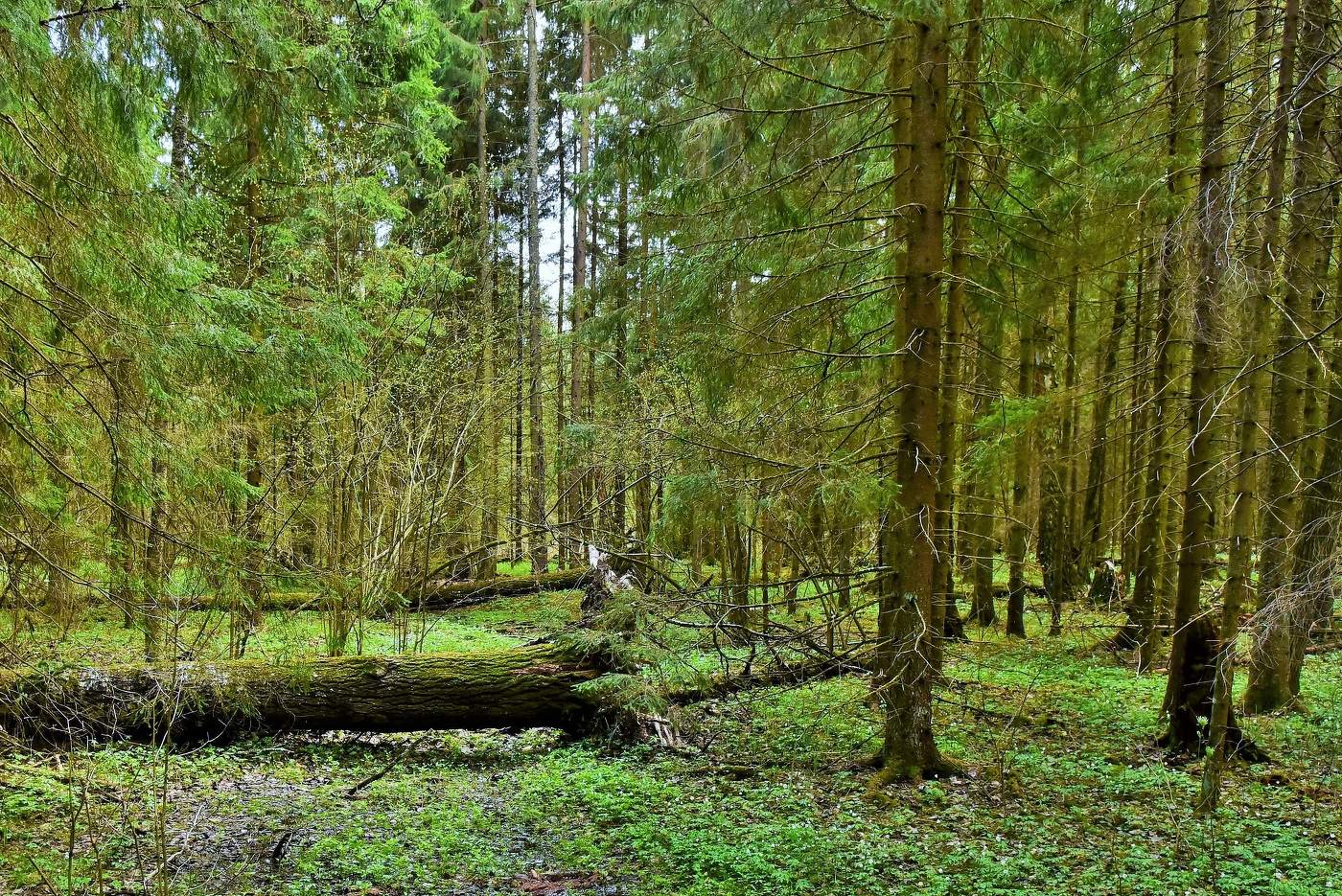 Был хмурый день ...