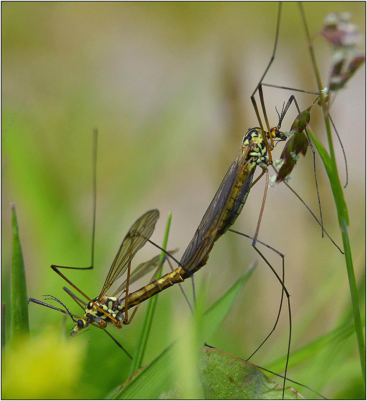 Долгоножки.