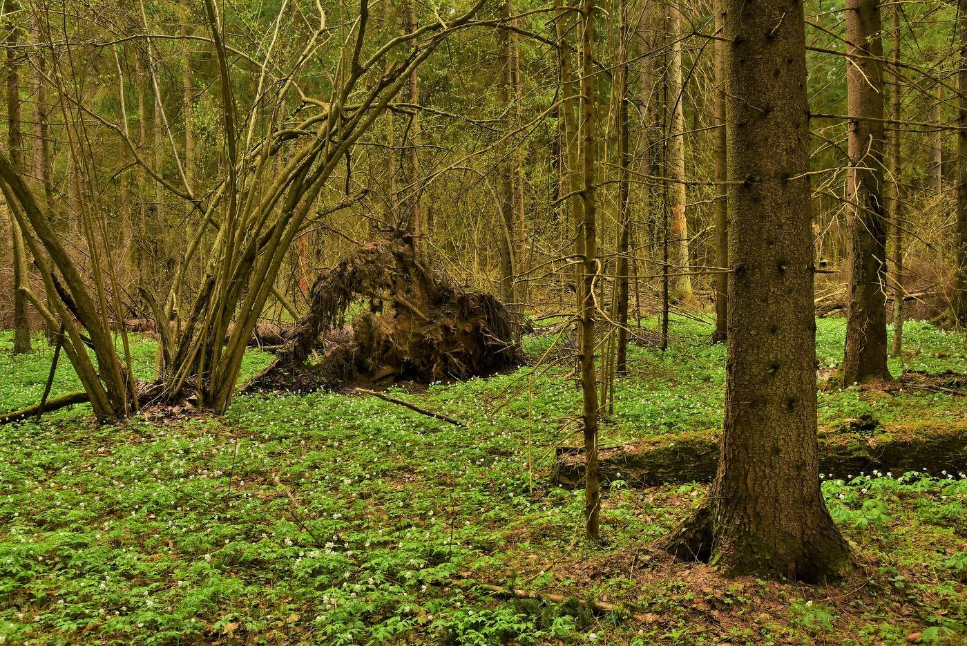 В весеннем лесу ...