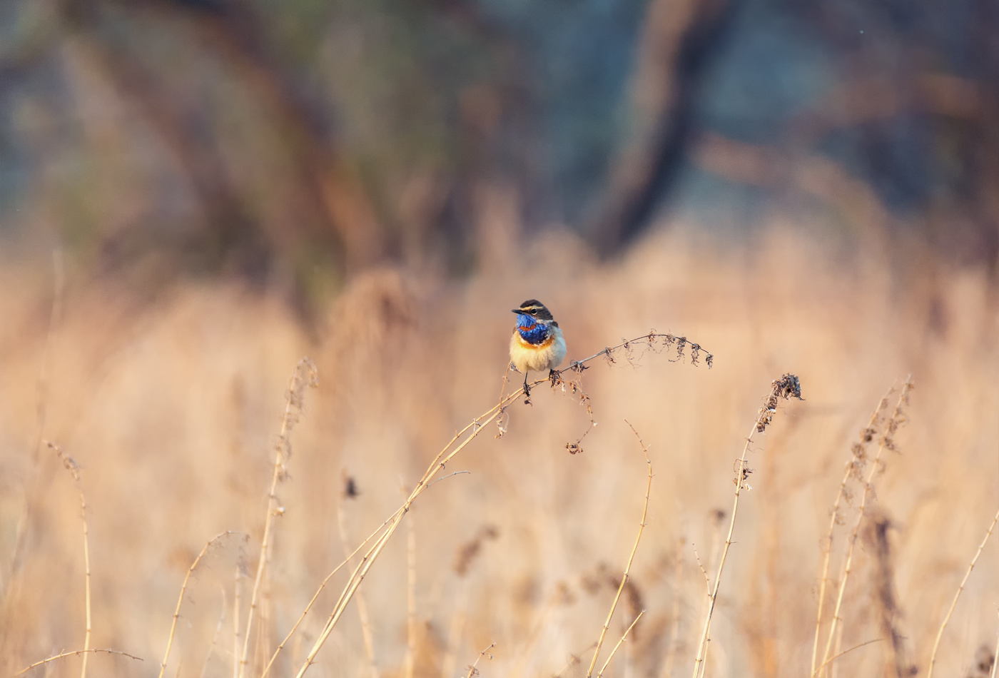 на вечерней зорьке..