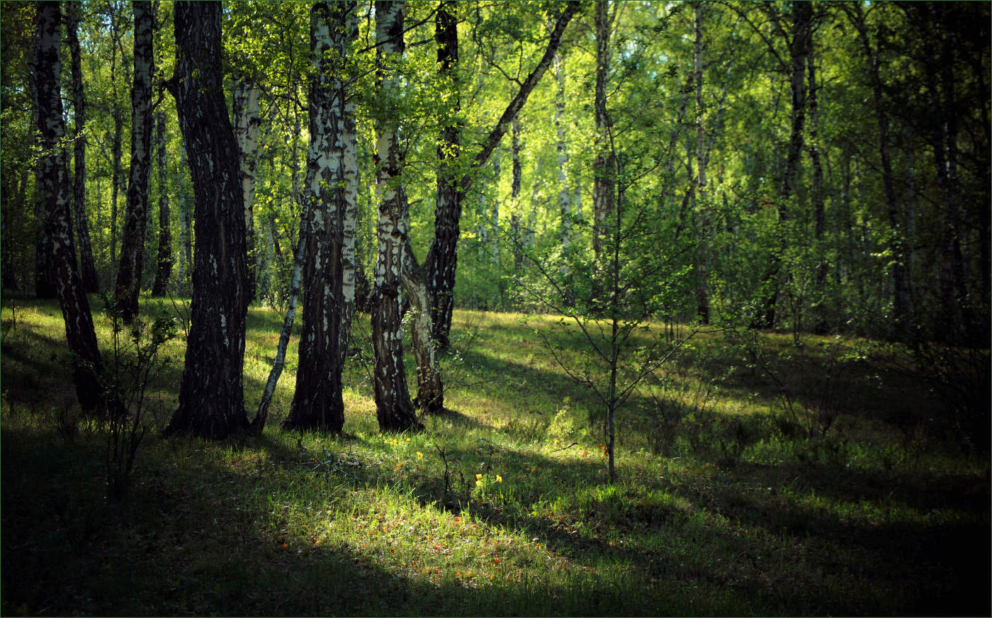 Весенний лес